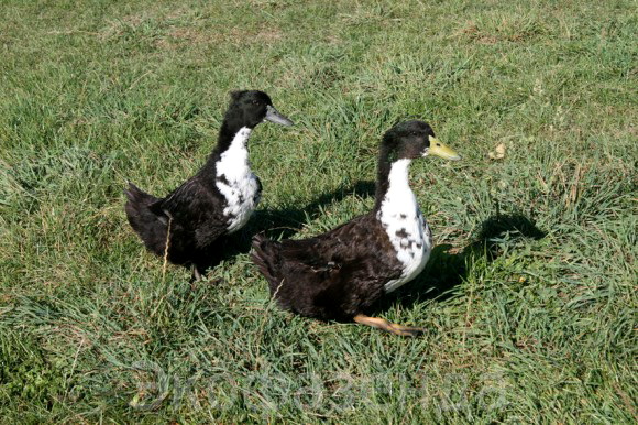 Black Duck Descrierea rocilor și a caracteristicilor acestora