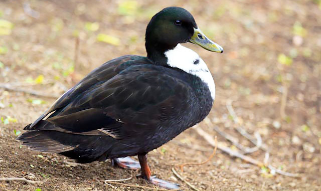Black Duck Descrierea rocilor și a caracteristicilor acestora