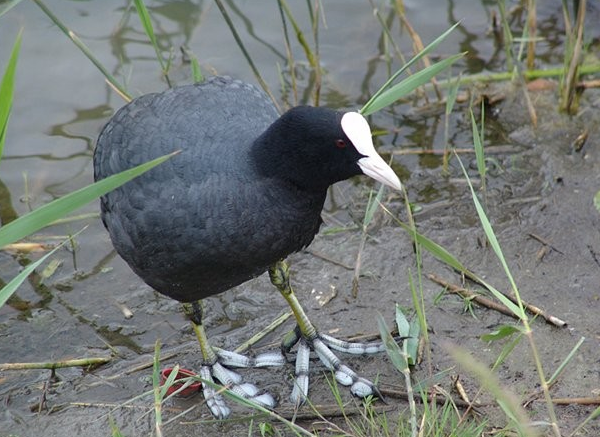 Black Duck Descrierea rocilor și a caracteristicilor acestora