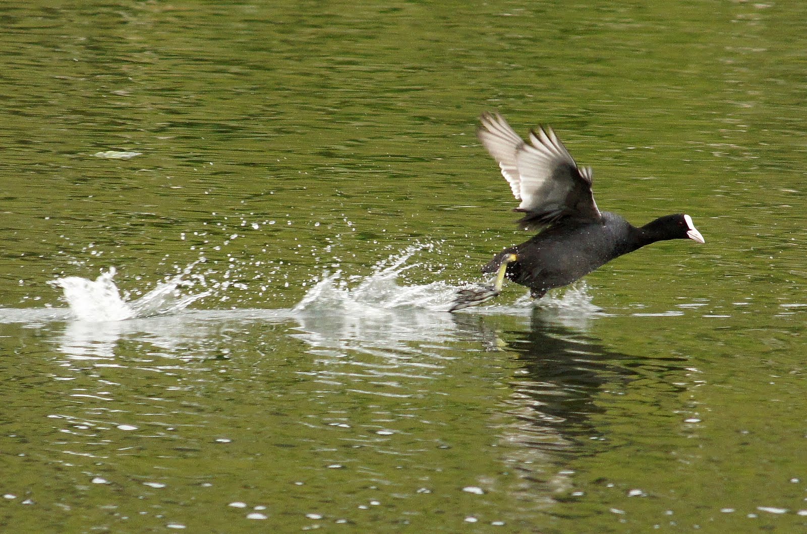 Black Duck Descrierea rocilor și a caracteristicilor acestora