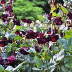 Fekete rózsák fotó
