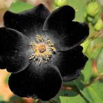 Fekete rózsák fotó