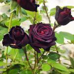 Чорні троянди фото