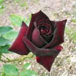 Чорні троянди фото
