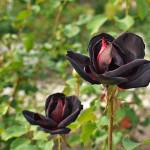 Fotografie de trandafiri negri
