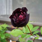 Fotografie de trandafiri negri