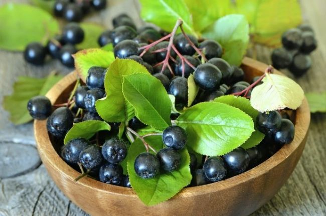 Чорноплідна горобина користь ягід, листя, вирощування, догляд, розмноження навесні, види, сорти, для