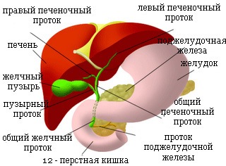 Ficatul curat - coloana sanatoasa si articulatiile