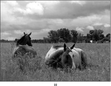 Olvassa el a ló az országban - Ekaterina Rybas Svyatoslavovna - 1. oldal - Read Online