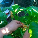 Що можна виростити на балконі вирощування кабачків, гороху
