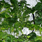 Mi lehet termeszteni az erkélyen növekvő cukkini, borsó