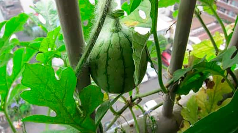 Що можна виростити на балконі вирощування кабачків, гороху