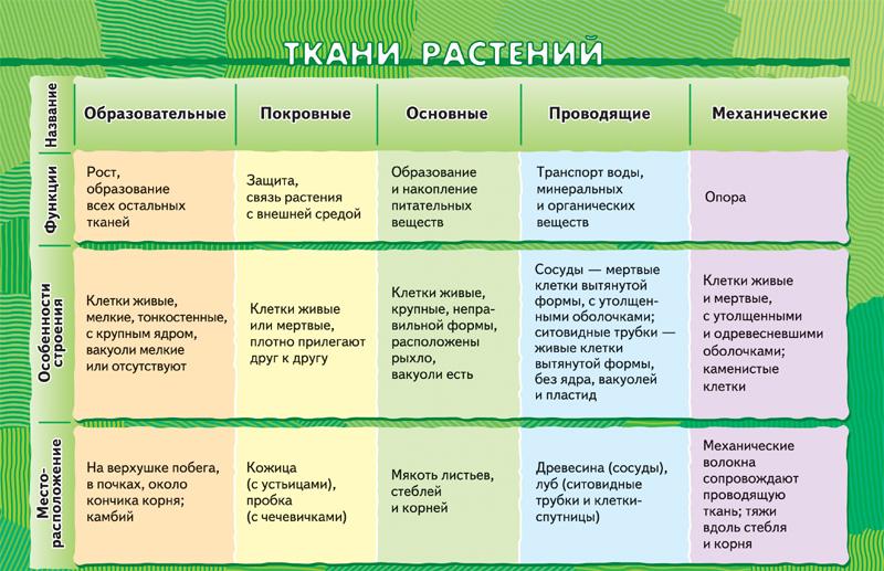 Що таке біологія, основні ознаки живого