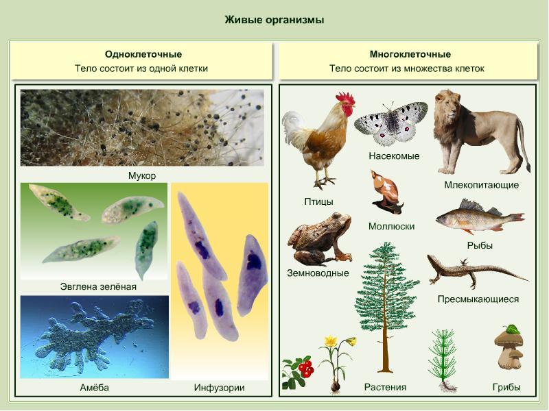 Ce este biologia, principalele semne ale lucrurilor vii