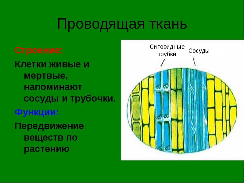 Ce este biologia, principalele semne ale lucrurilor vii