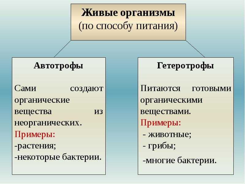 Ce este biologia, principalele semne ale lucrurilor vii