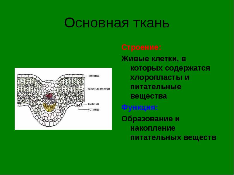 Ce este biologia, principalele semne ale lucrurilor vii