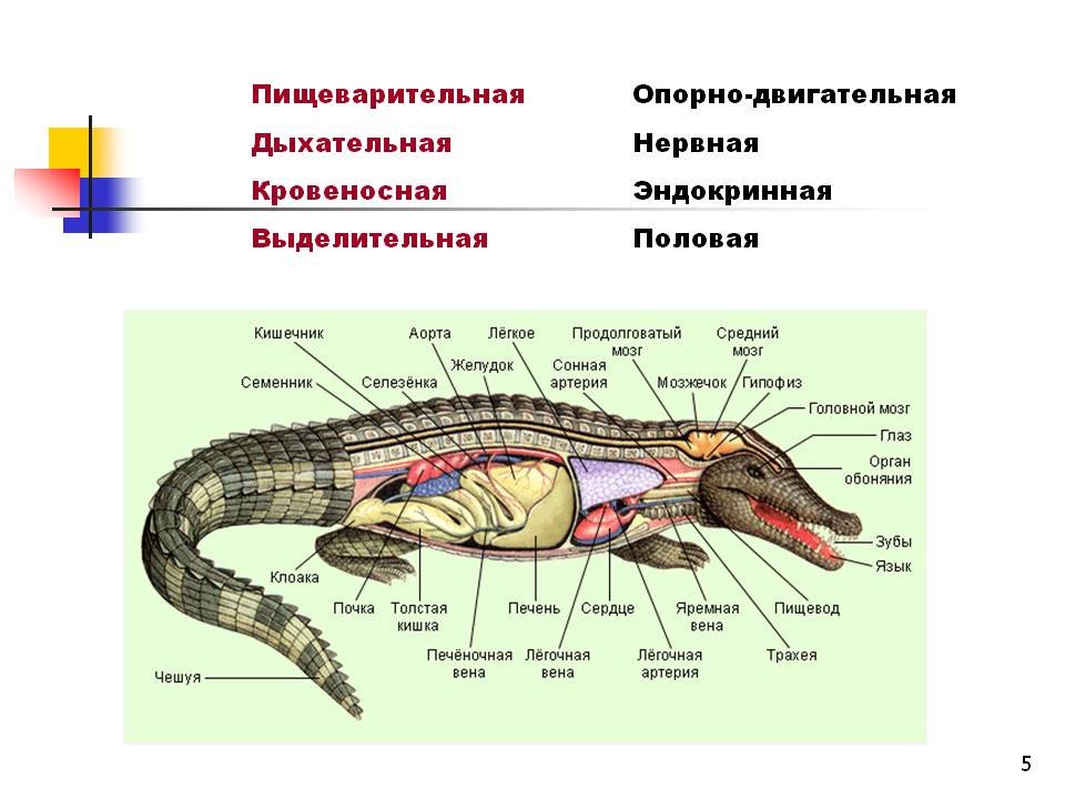 Що таке біологія, основні ознаки живого