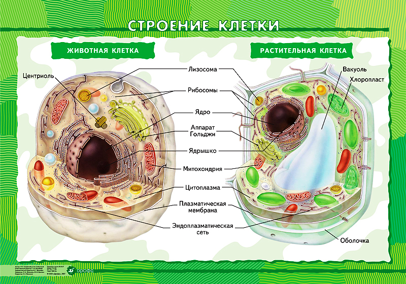 Ce este biologia, principalele semne ale lucrurilor vii