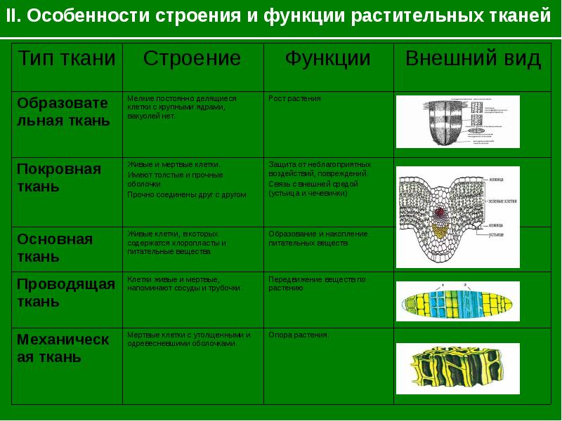 Що таке біологія, основні ознаки живого