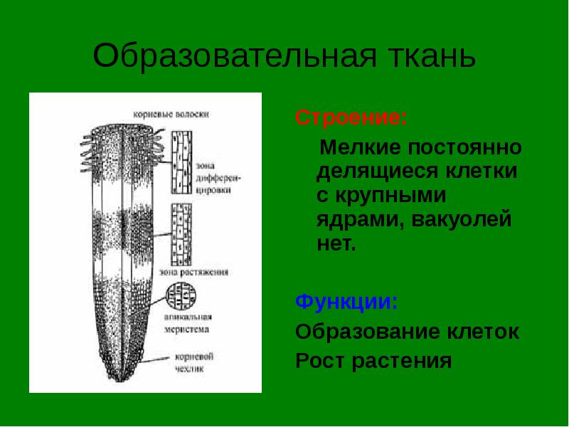 Що таке біологія, основні ознаки живого