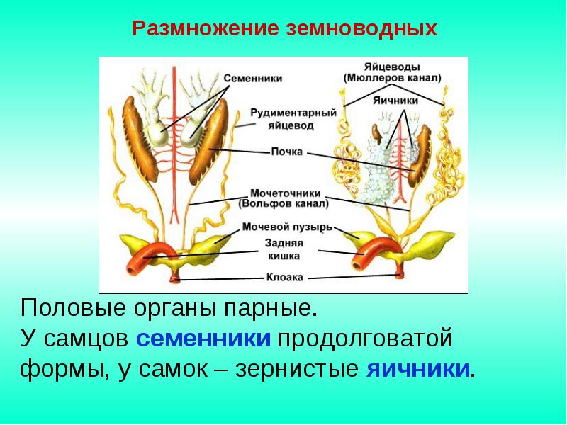 Ce este biologia, principalele semne ale lucrurilor vii