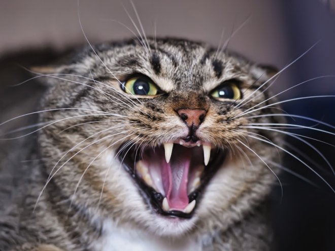 Ceea ce face pisica ta nervoasă și se comportă agresiv, un expert de sex feminin