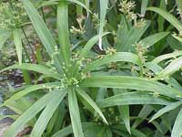 Descrierea și îngrijirea Cyperus - cyperus