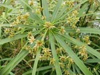 Descrierea și îngrijirea Cyperus - cyperus