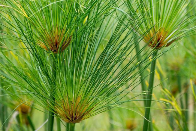 Cyperus (papirus) fotografie de specie, reproducere, îngrijire la domiciliu