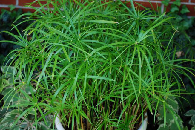 Tsiperus (papirusz) fotó faj, tenyésztés, gondozás otthon