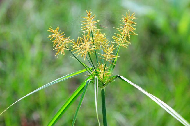 Cyperus (papirus) fotografie de specie, reproducere, îngrijire la domiciliu