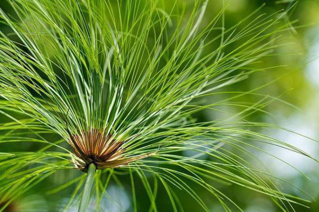 Cyperus (papirus) fotografie de specie, reproducere, îngrijire la domiciliu