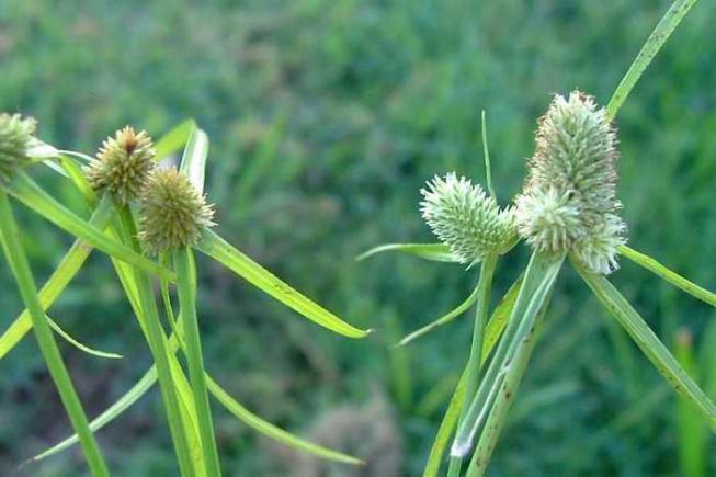 Cyperus (papirus) fotografie de specie, reproducere, îngrijire la domiciliu