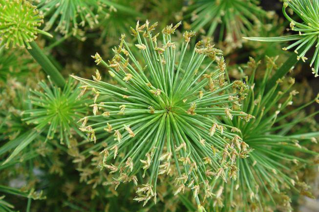 Cyperus (papirus) fotografie de specie, reproducere, îngrijire la domiciliu