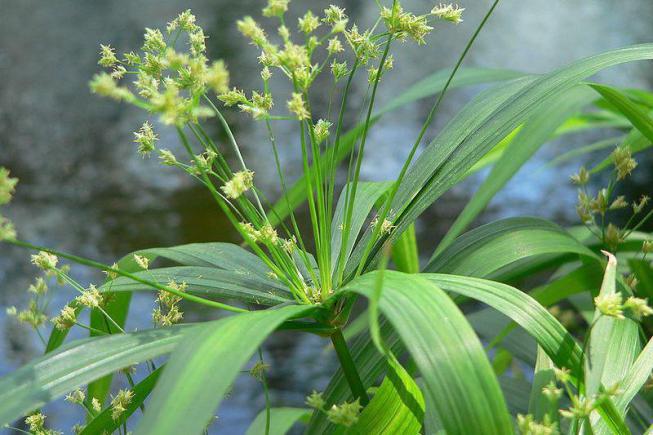 Cyperus (papirus) fotografie de specie, reproducere, îngrijire la domiciliu