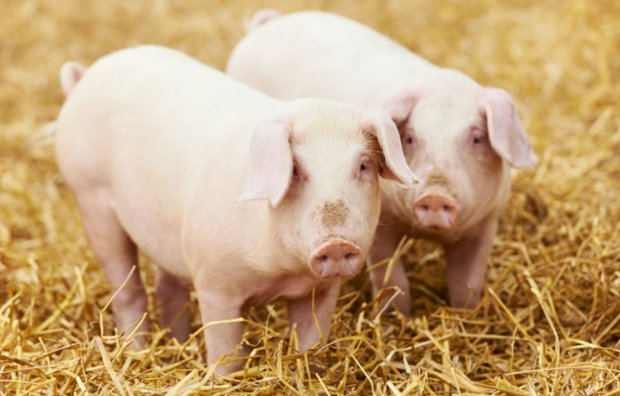 Cicicercoza (finnoza) porcinelor transmise și modul de determinare, tratament, prevenire