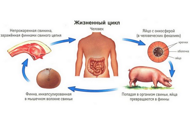 Cysticercosis (kanyaró) sertés mind továbbított, és hogyan kell meghatározni a kezelés, megelőzés