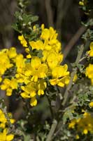 Cytius sau descrierea și îngrijirea broom - cytisus