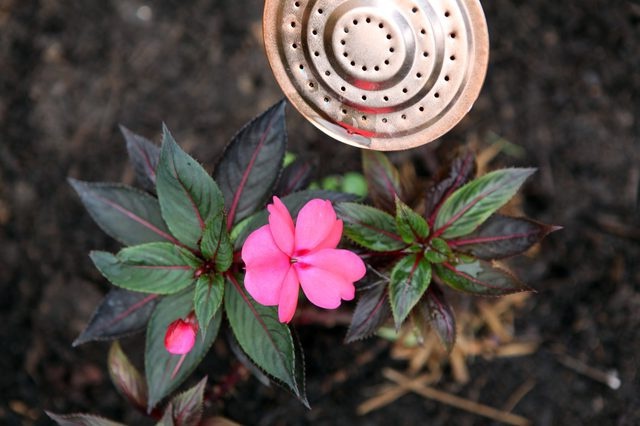 Квітка бальзамін догляд в домашніх умовах, посадка і розмноження з фото