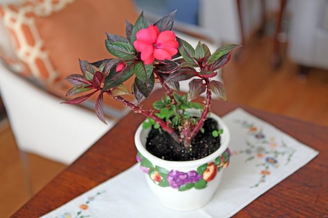 Balsam de flori la domiciliu, plantare și reproducere cu o fotografie