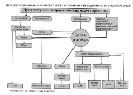 Efectul uleiurilor esențiale asupra corpului