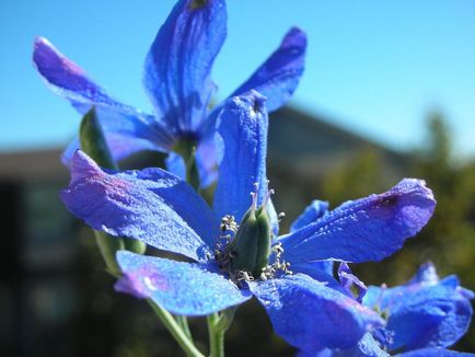 Delphinium fotó és típusú, termesztési módszerekkel, ültetés és gondozás