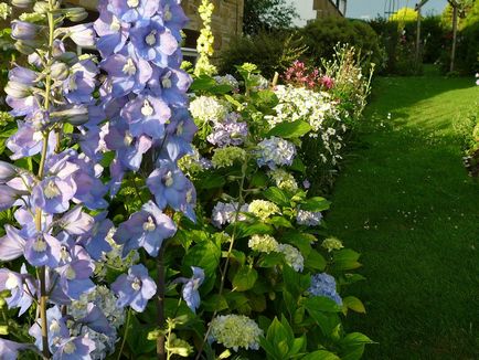 Delphinium fotó és típusú, termesztési módszerekkel, ültetés és gondozás