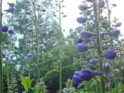 Delphinium fotó és típusú, termesztési módszerekkel, ültetés és gondozás