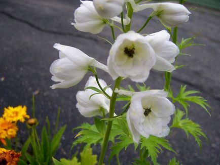 Delphinium fotografii și specii, moduri de reproducere, plantare și îngrijire