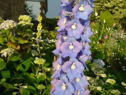 Delphinium fotó és típusú, termesztési módszerekkel, ültetés és gondozás