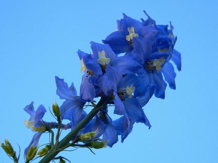 Delphinium fotó és típusú, termesztési módszerekkel, ültetés és gondozás