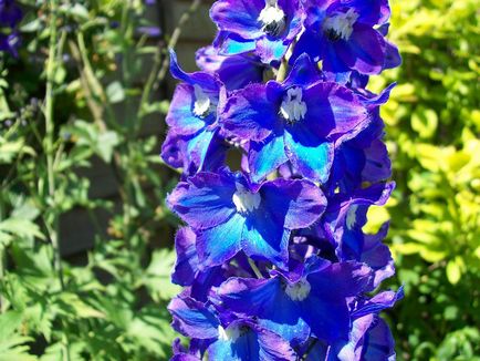 Delphinium fotó és típusú, termesztési módszerekkel, ültetés és gondozás