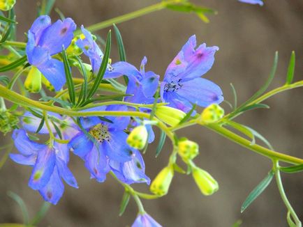 Delphinium fotó és típusú, termesztési módszerekkel, ültetés és gondozás